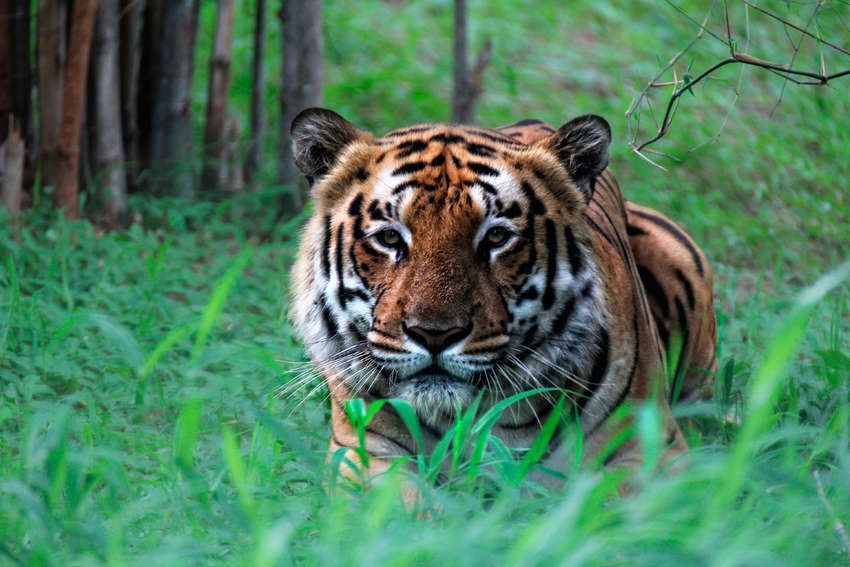 Dieren spotten in Nagarhole Nationaal Park<br>